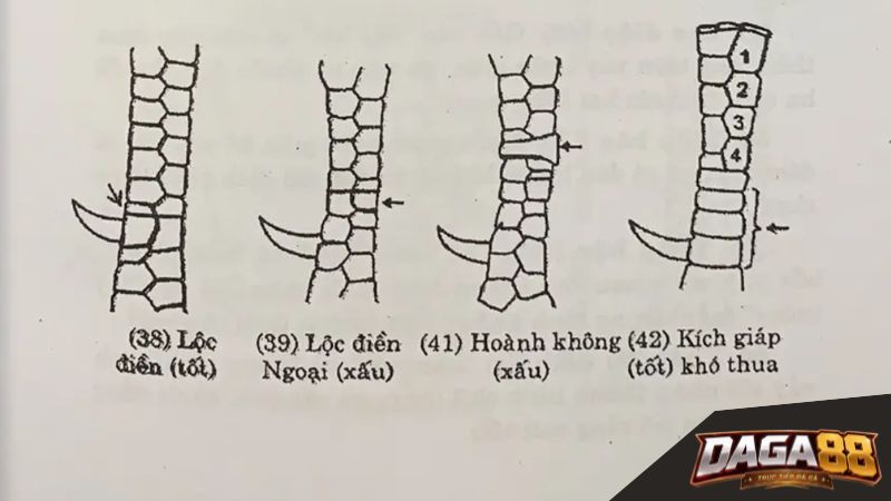 DAGA88 giới thiệu về các loại vảy gà quý DAGA88 giới thiệu về các loại vảy gà quý